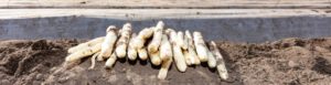 Verse asperges Eede