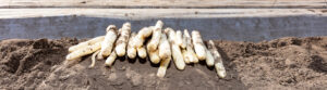 Witte asperges